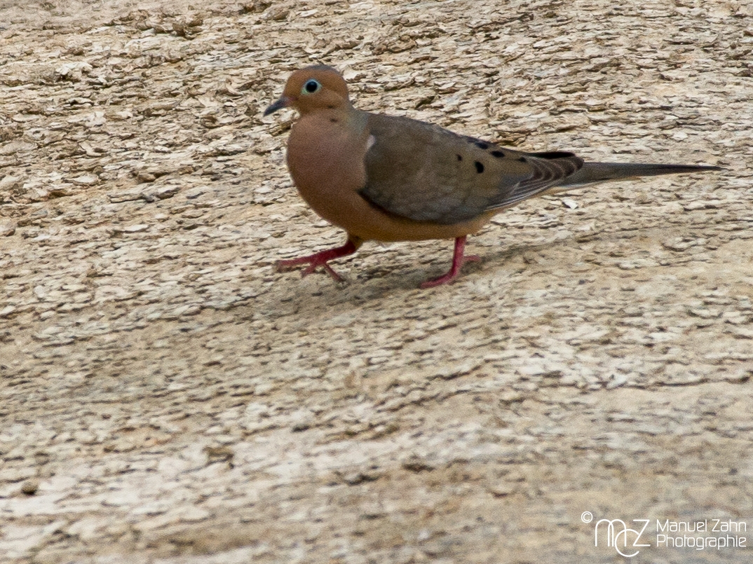 Mourning_Dove