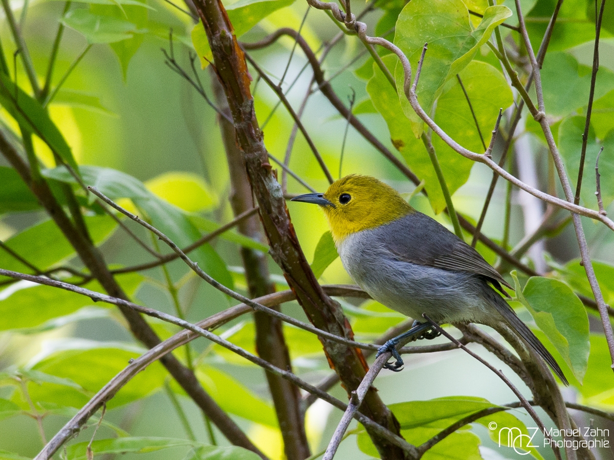 Yellow-headed Warbler - Teretistris fernandinae