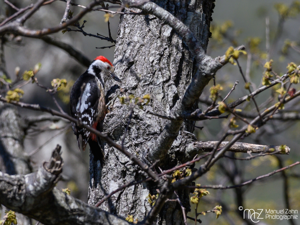 Mittelspecht - Dendrocopos medius - Middle Spotted Woodpecker
