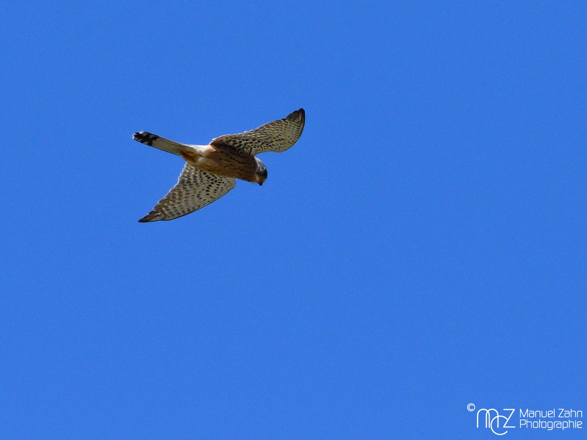 Turmfalke - Falco tinnunculus - Common Kestrel, male