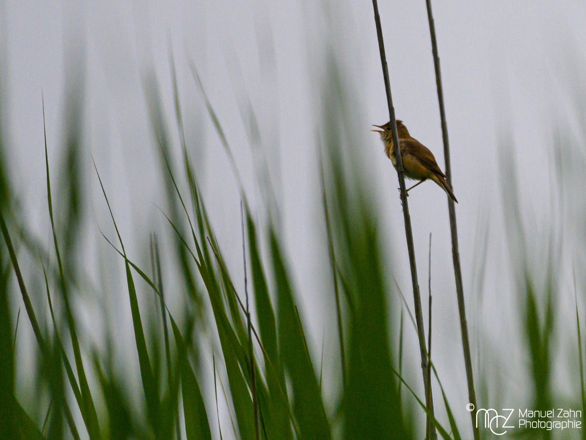 Drosselrohrsänger - Acrocephalus arundinaceus - Great Reed Warbler
