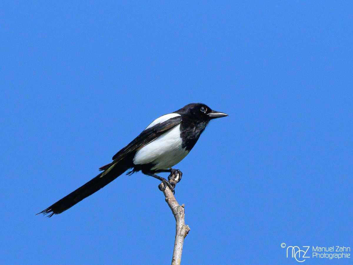 Elster - Pica pica - Eurasian Magpie