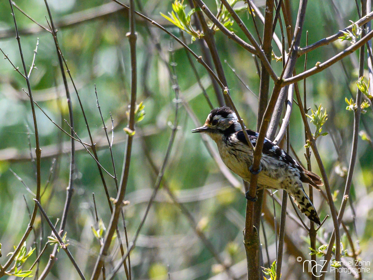 Kleinspecht - Dendrocopos minor - Lesser Spotted Woodpecker, female