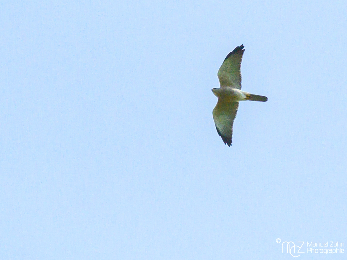 Kurzfangsperber - Accipiter brevipes - Levant Sparrowhawk