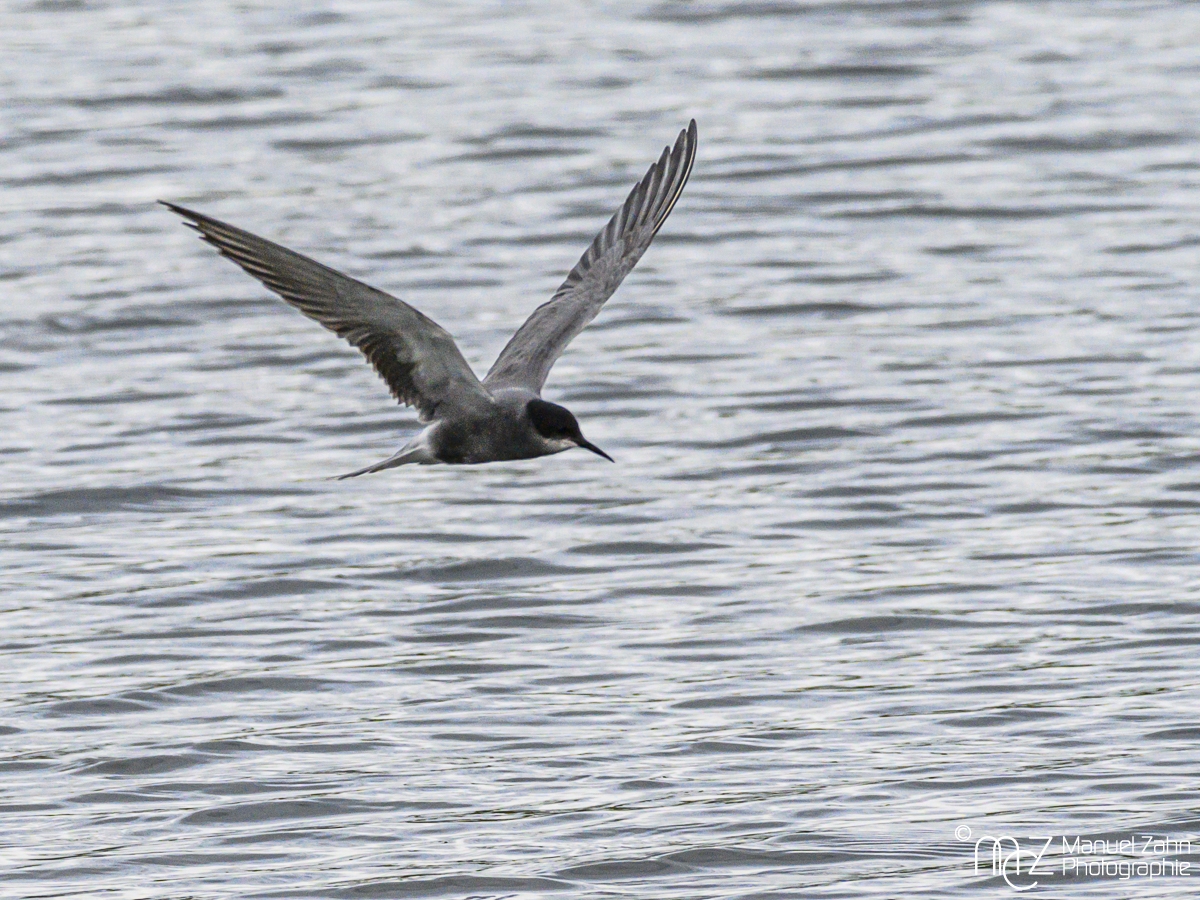 Trauerseeschwalbe - Chlidonias niger - Black Tern