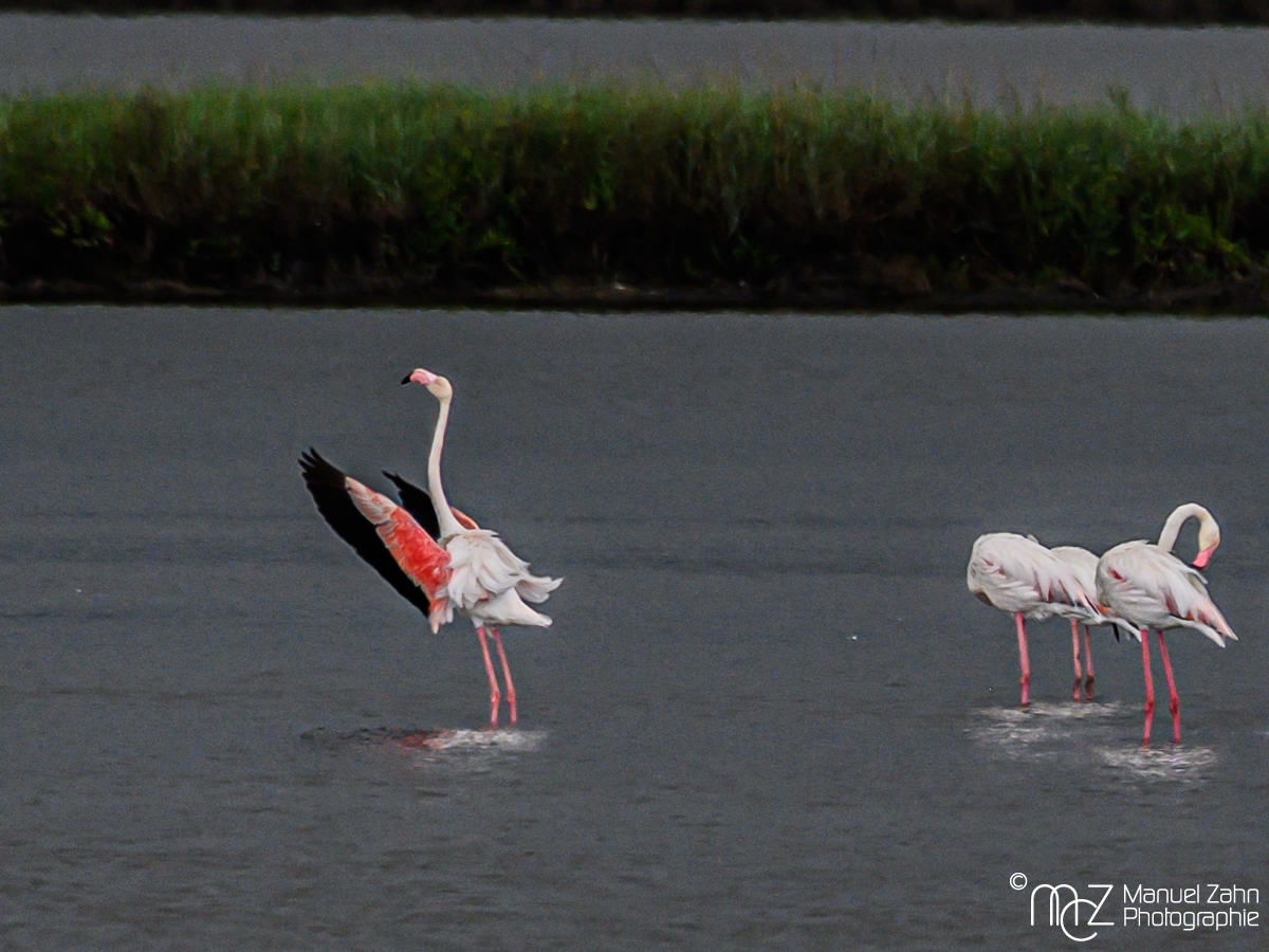 Rosaflamingo - Phoenicopterus ruber - Greater Flamingo