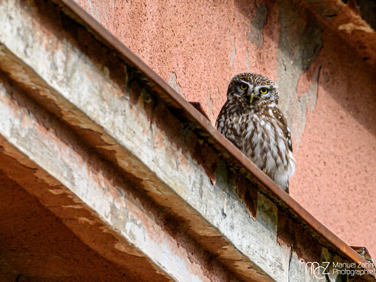 Steinkauz - Athene noctua - Little Owl