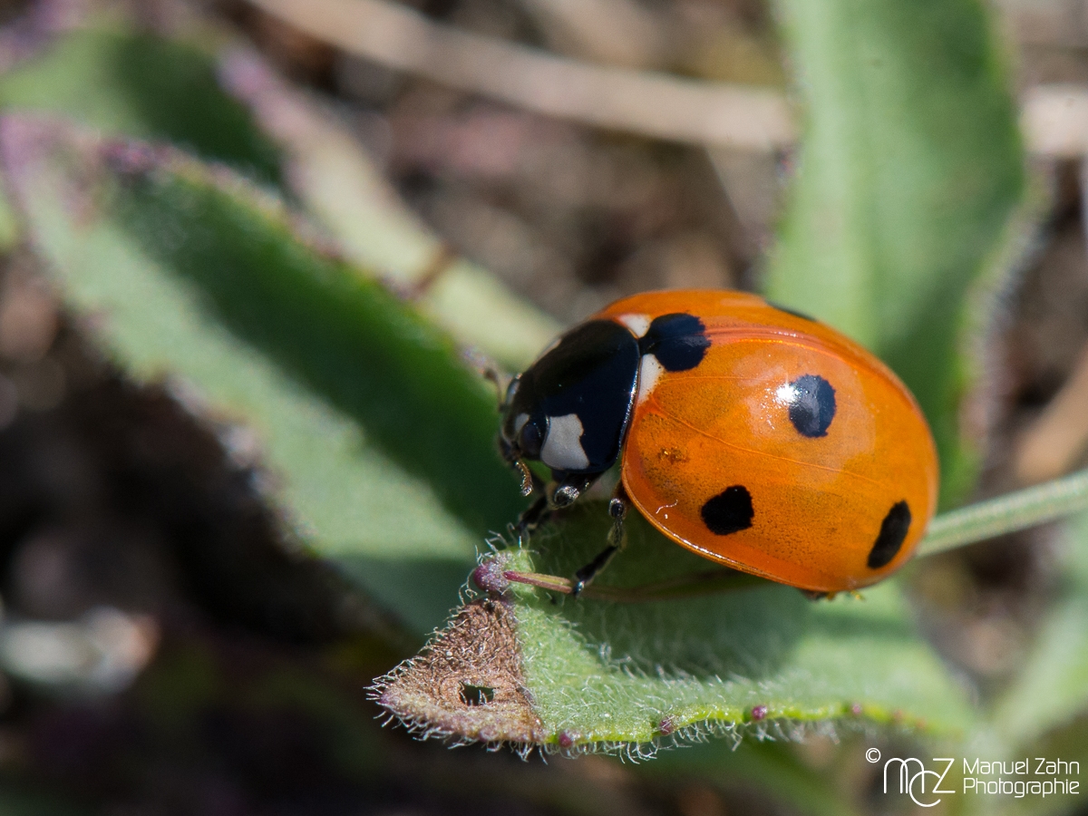 Siebenpunkt-Marienkäfer - Coccinella septempunctata - Seven-spot Ladybird