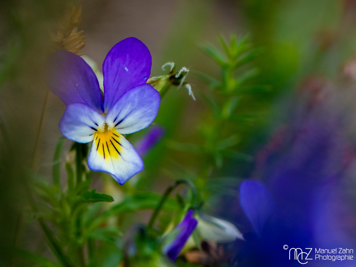 Wildes Stiefmütterchen - Viola tricolor