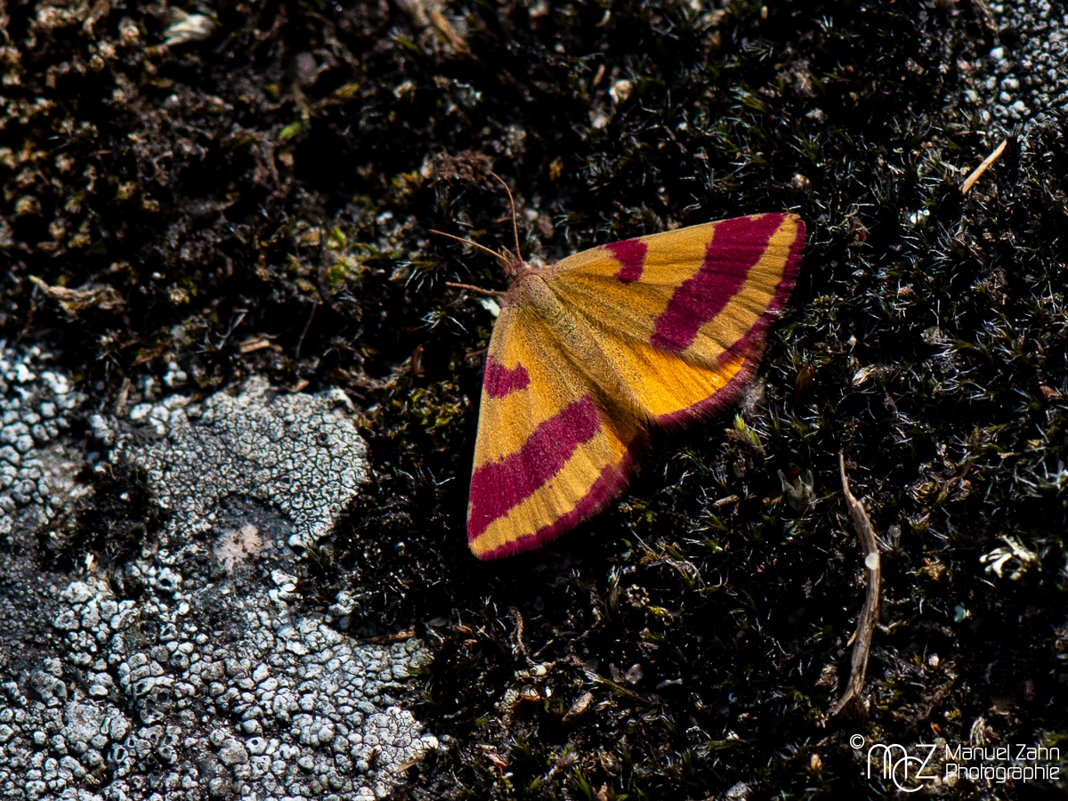 Ampfer-Purpurspanner - Lythria cruentaria_