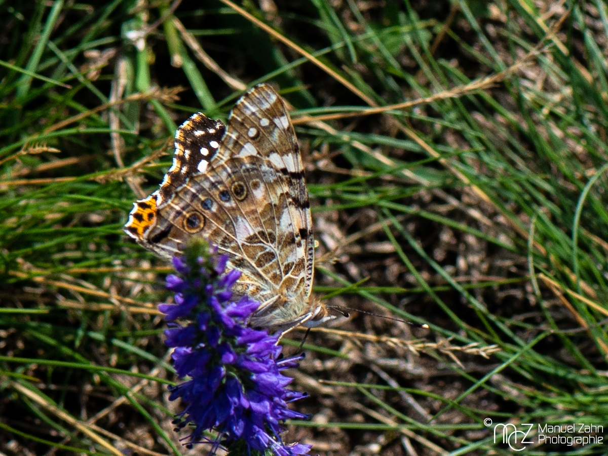 Distelfalter - Vanessa cardui 2