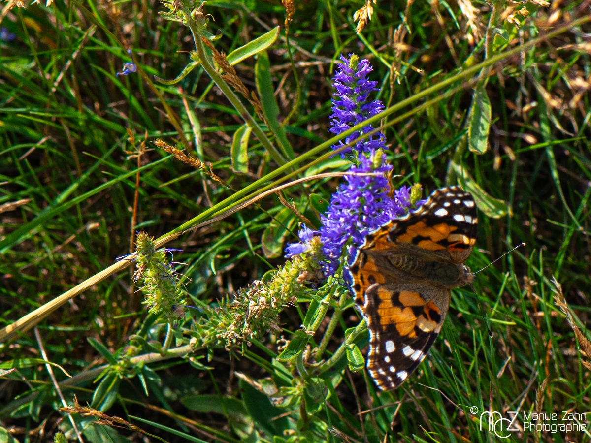 Distelfalter - Vanessa cardui 3