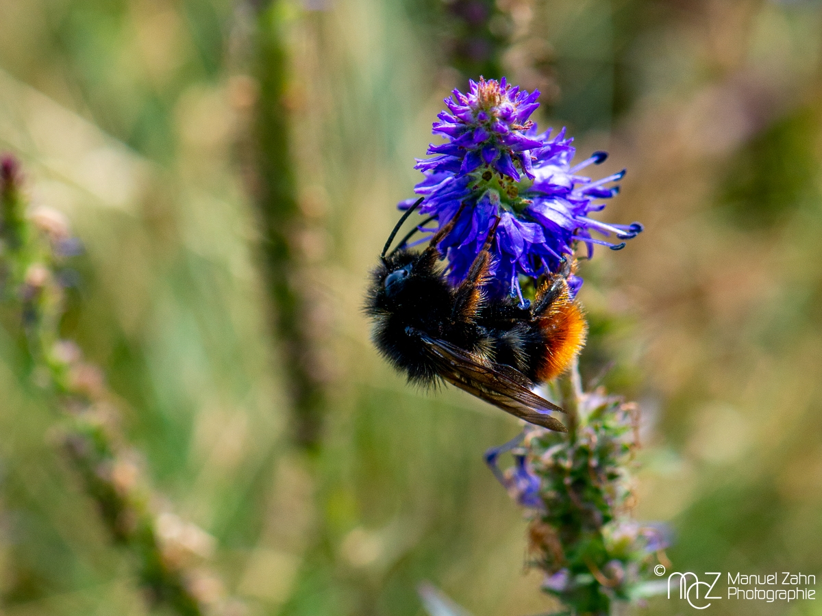Hummel