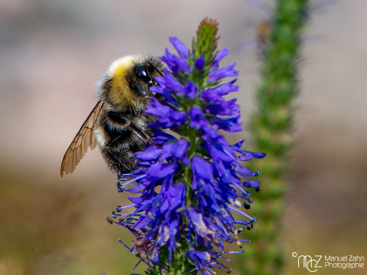 Hummel3