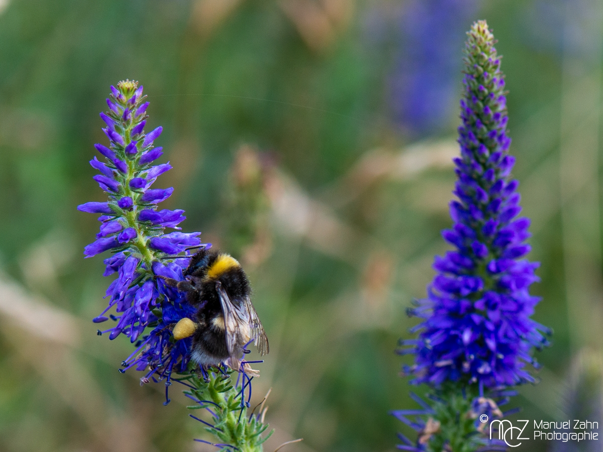 Hummel7