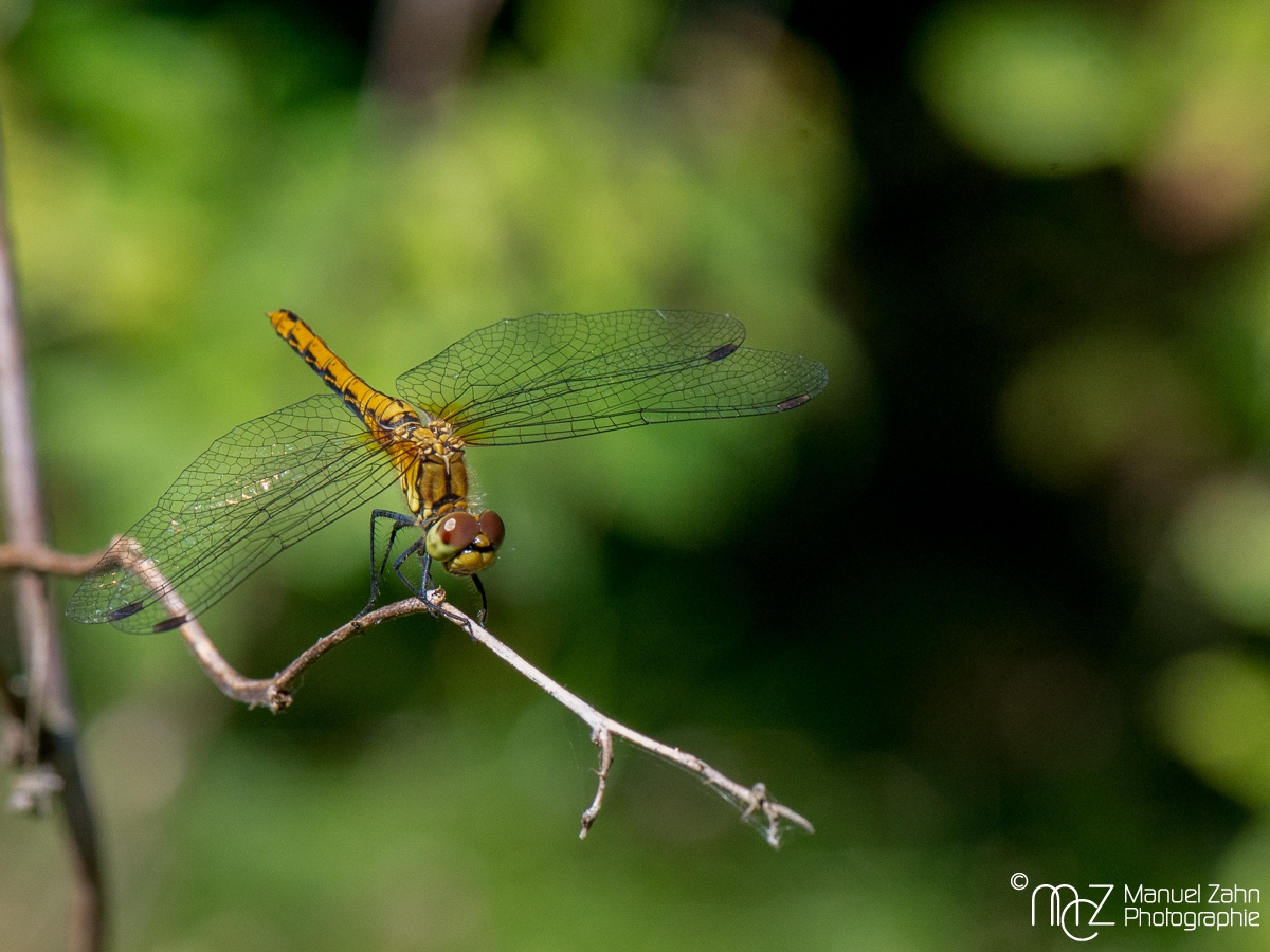 Libelle-01