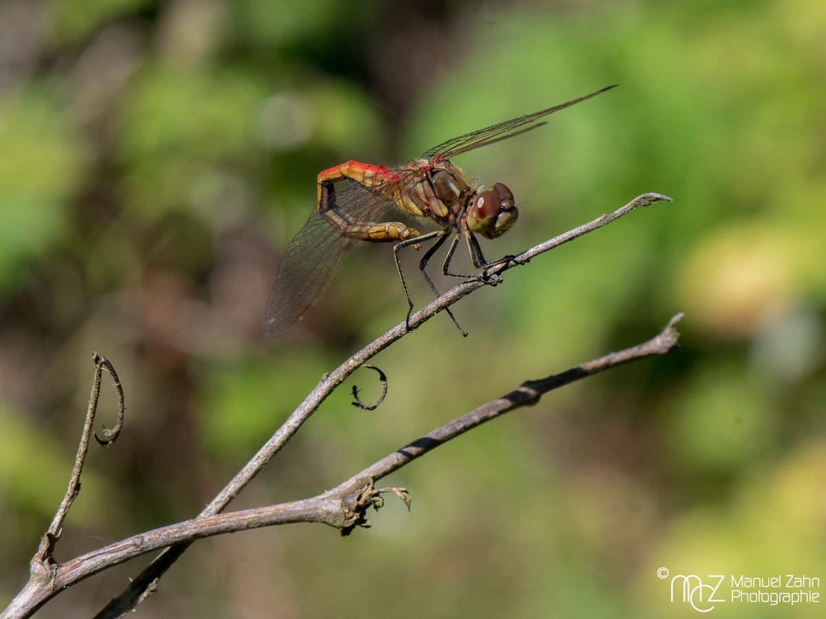 Libelle-02