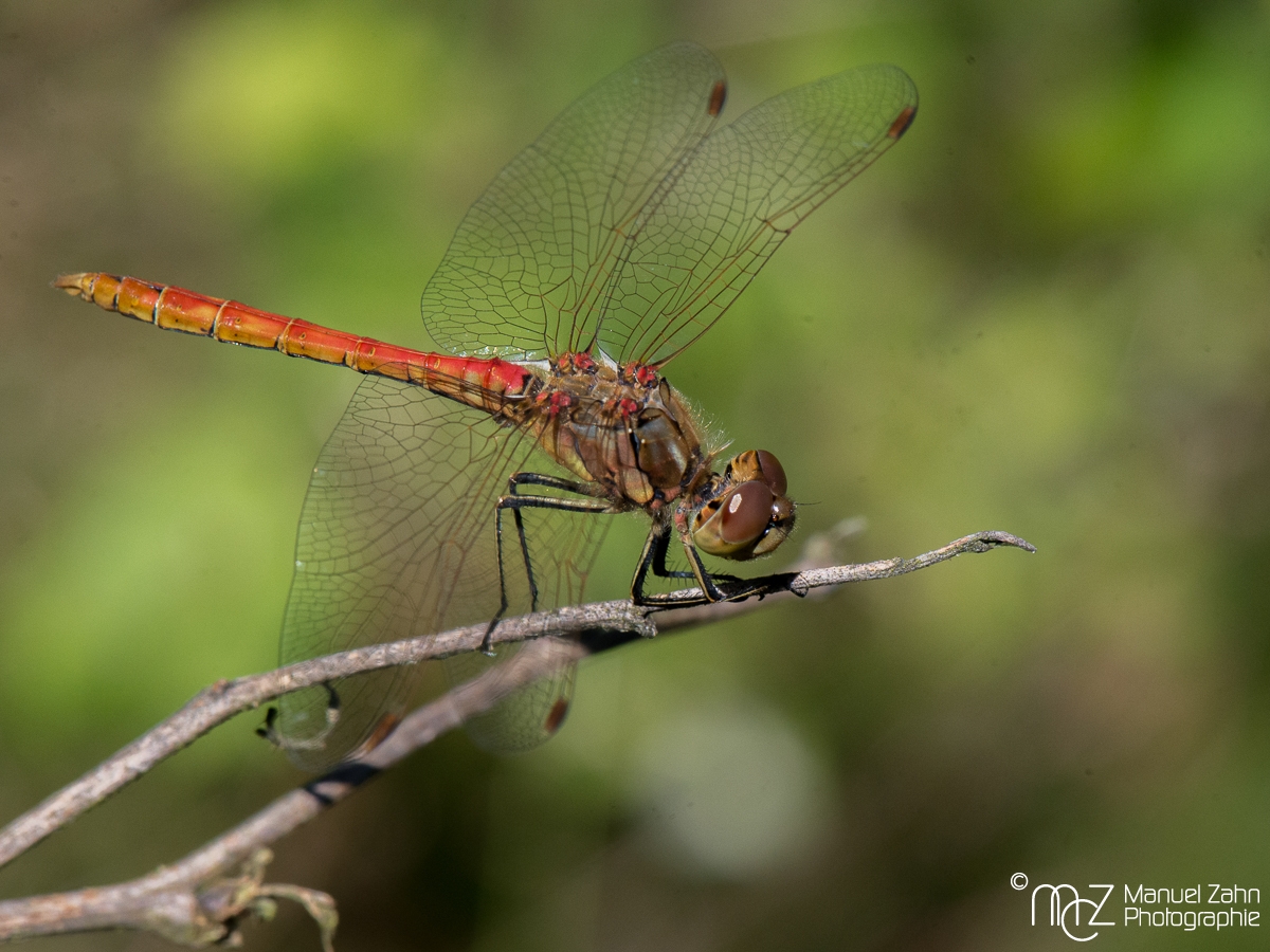 Libelle-03