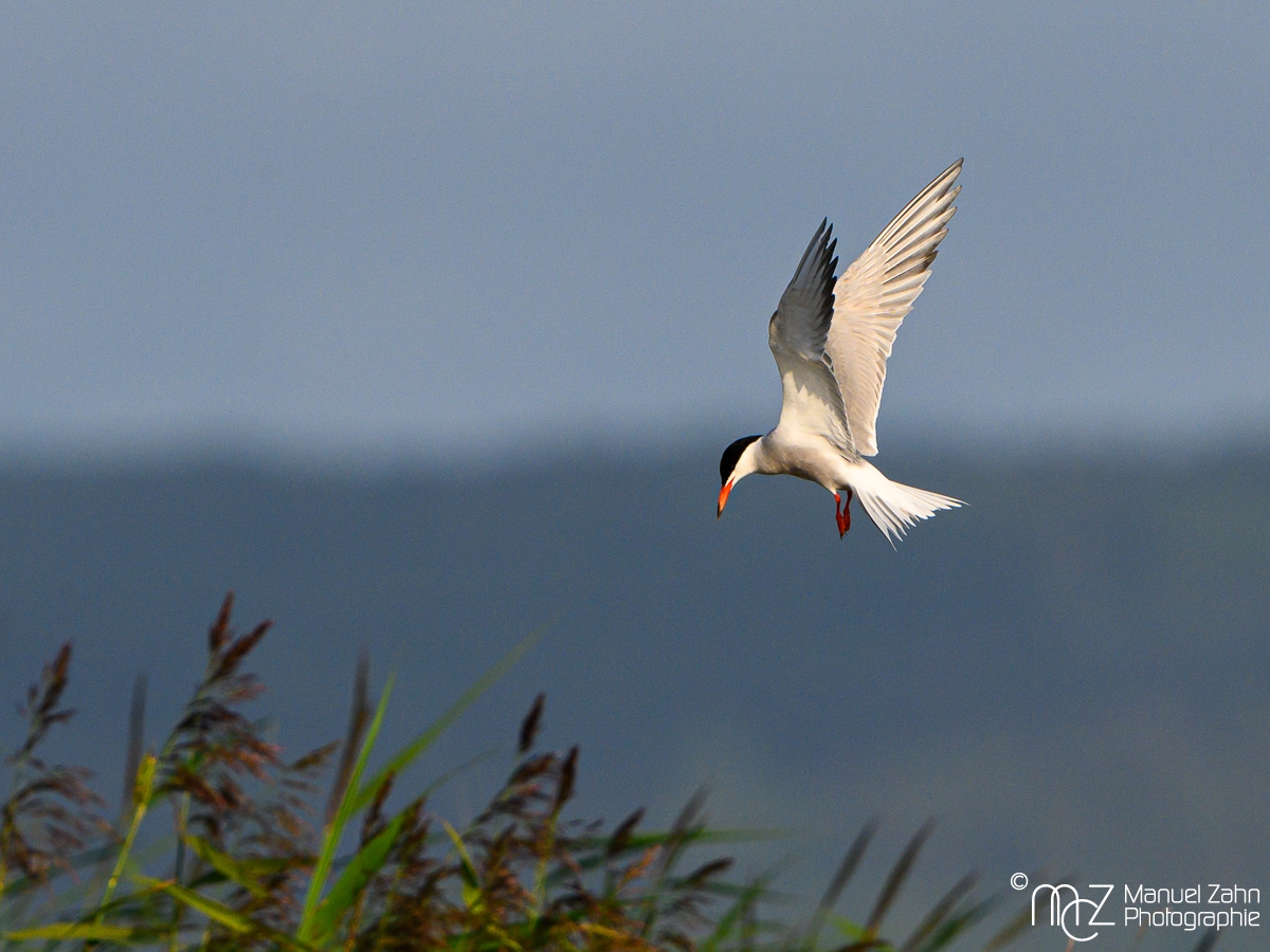 Flussseeschwalbe - Sterna hirundo - Common Tern 