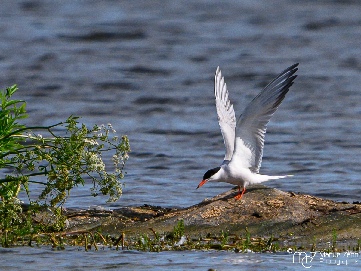 Flussseeschwalbe - Sterna hirundo - Common Tern  