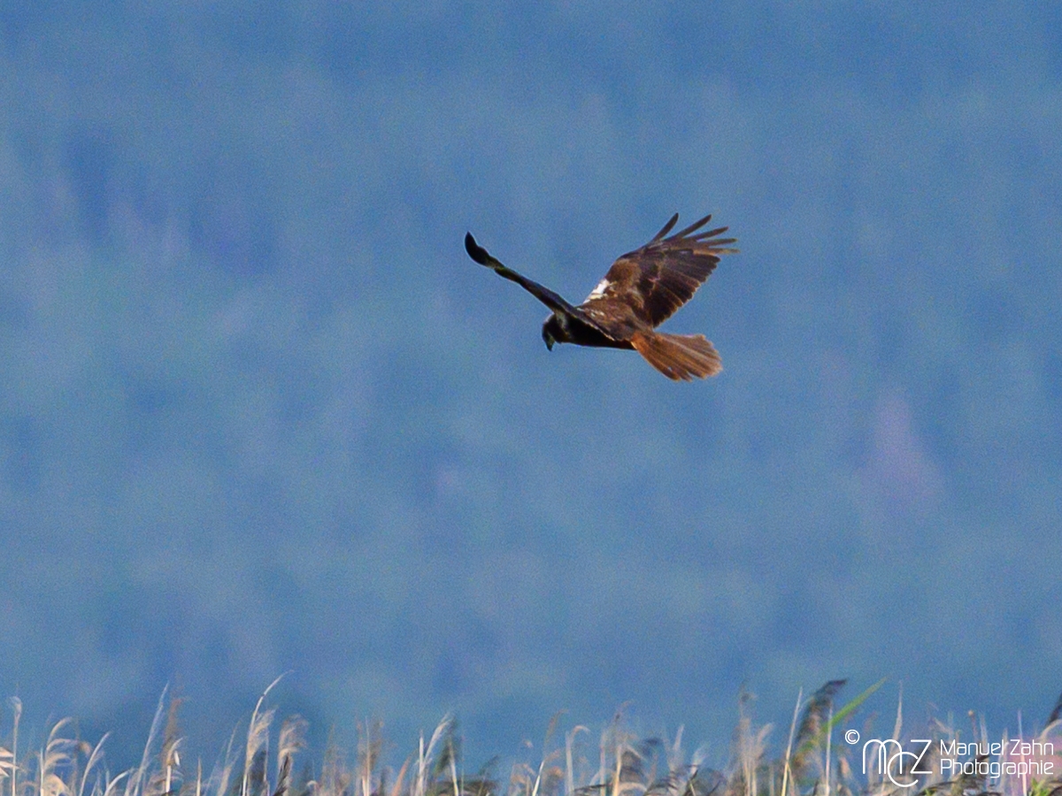 Rohrweihe, weiblich - Circus aeruginosus - Western Marsh Harrier 